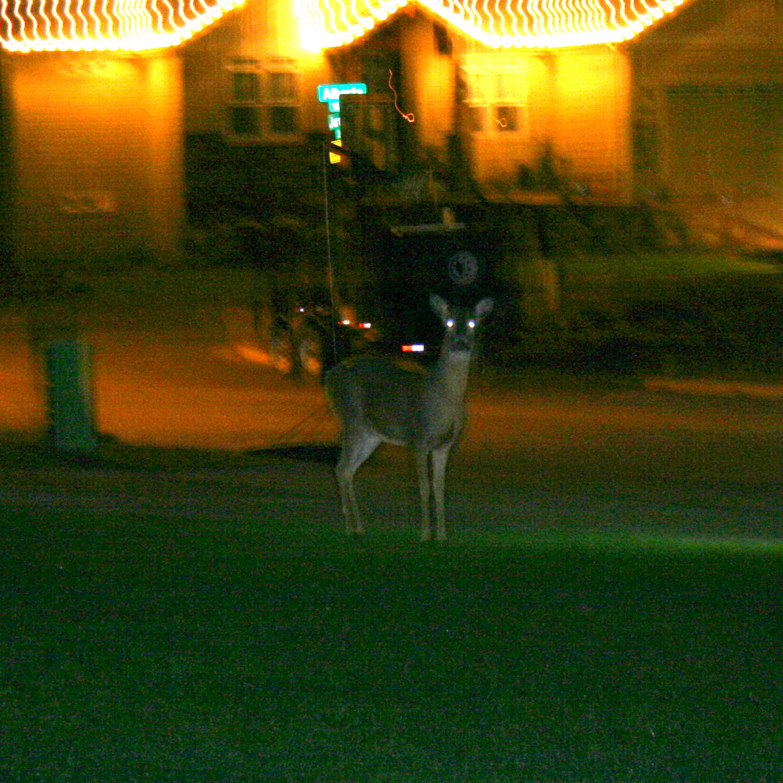 [Deer+in+the+Front+Yard.jpg]