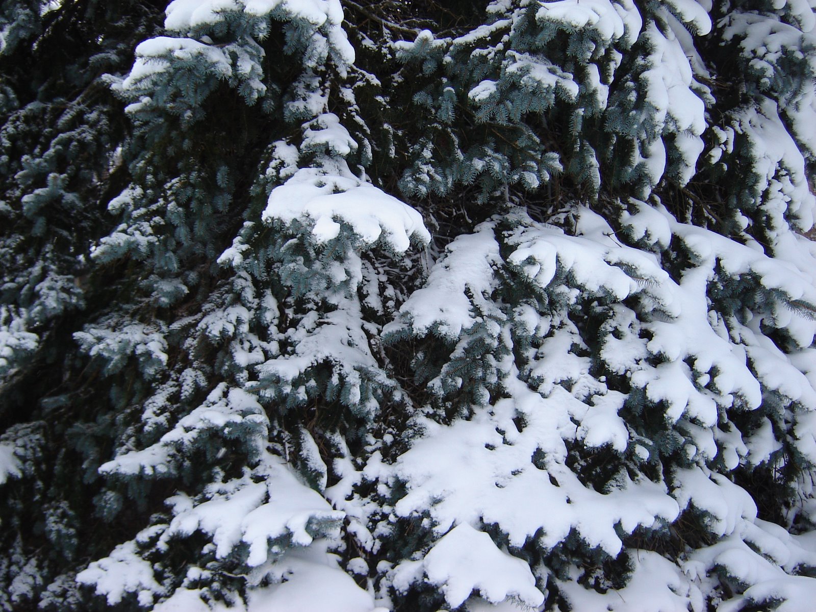 [february+snow+2008+013.jpg]