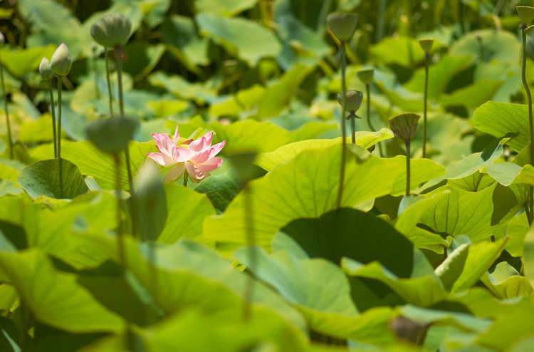 [flower-picture-lotus-pond-2.jpg]