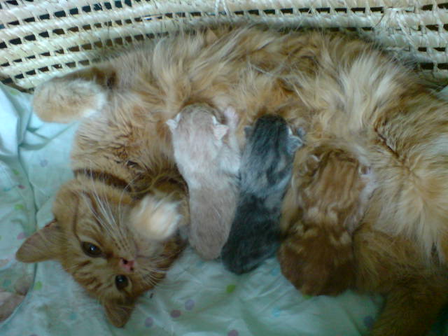 [Baby+Cat+&+Kittens.jpg]