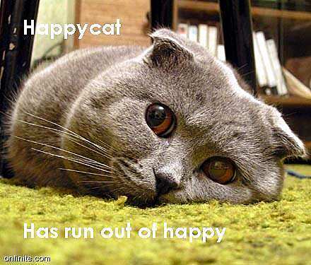 [happy+cat.jpg]