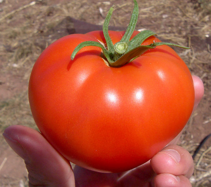 [676px-Tomato.jpg]