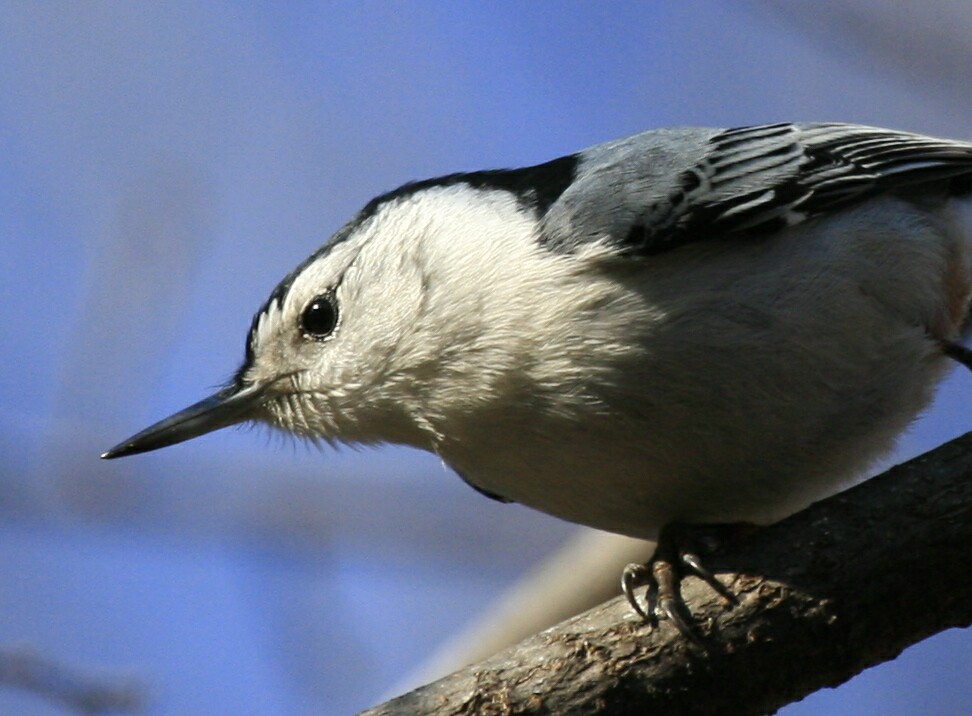 [White-breasted+Nuthatch+FP+crop_MG_7672.jpg]