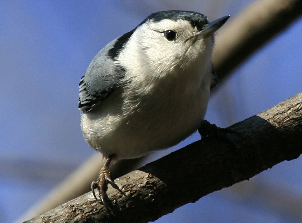 [White-breasted+Nuthatch+crop_MG_7676.jpg]
