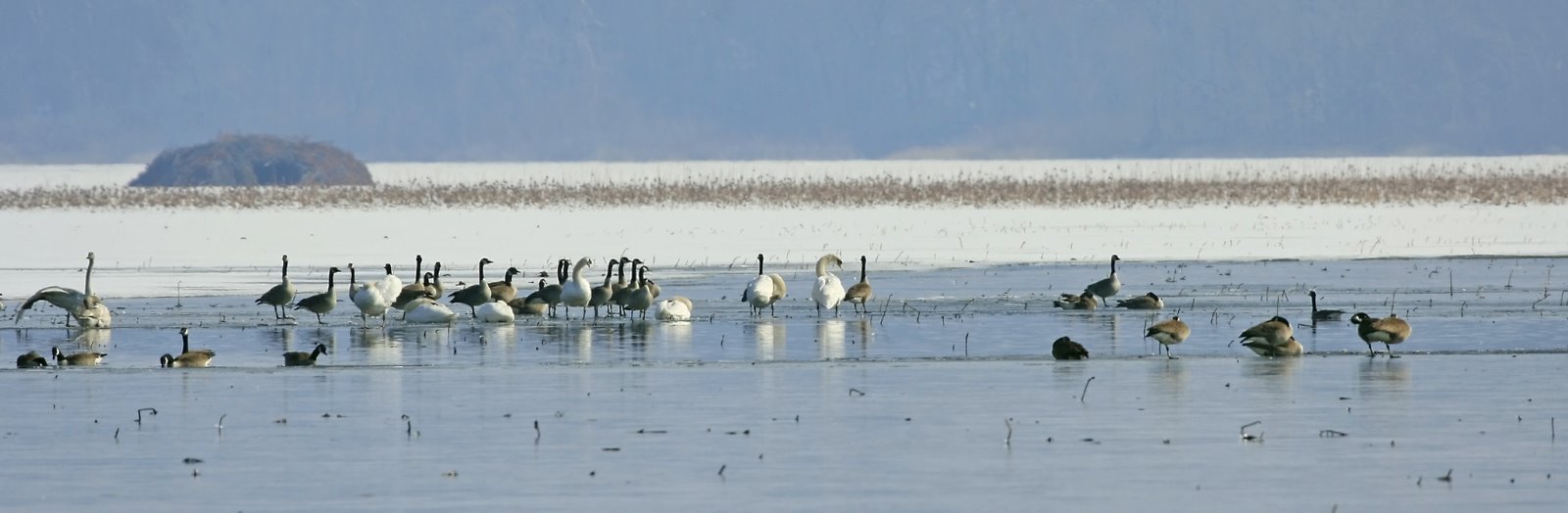 [Swans+and+Geese+Spring+Lake_MG_9287.jpg]