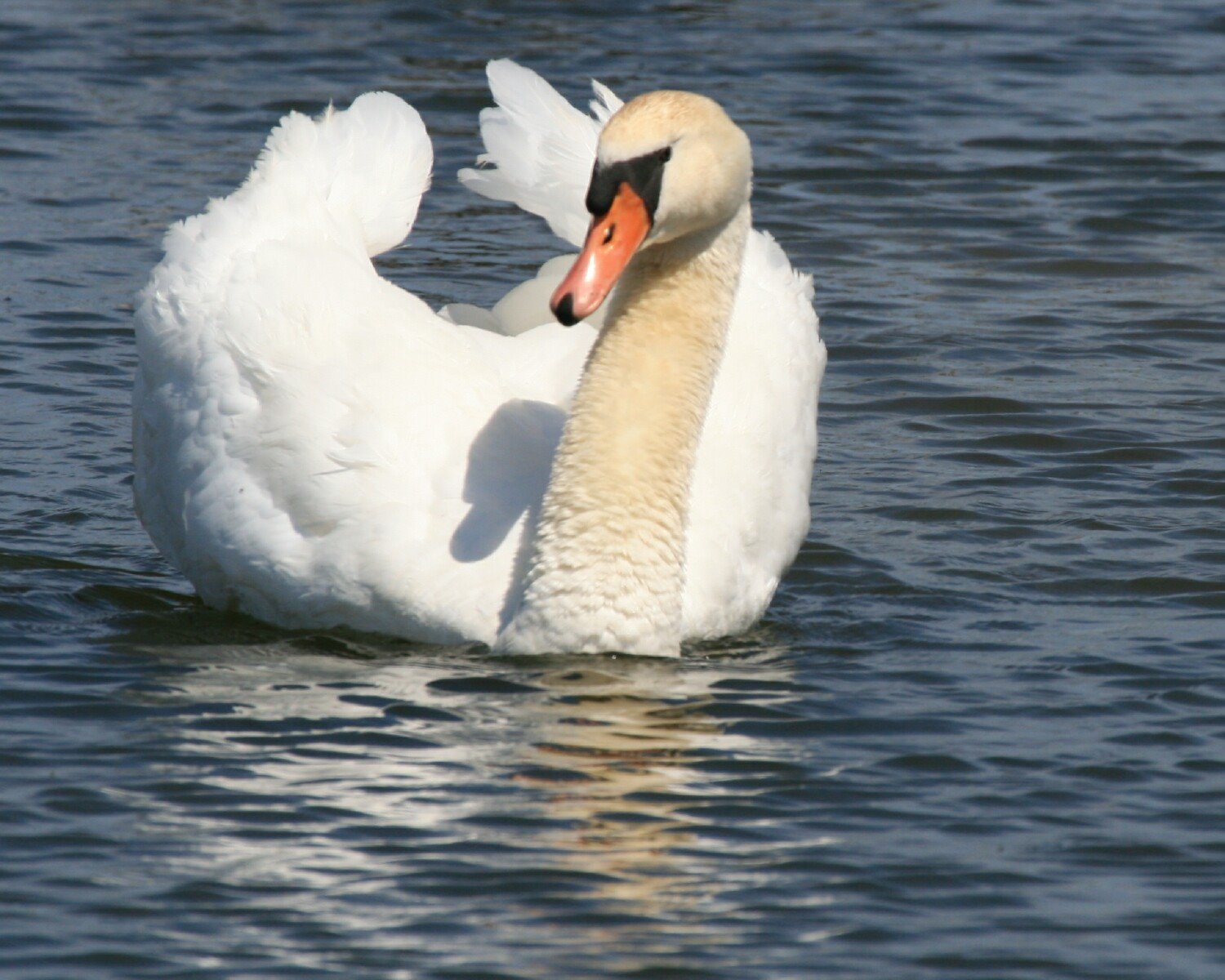 [Mute+Swan+Spring+Lake+IMG_6324.jpg]