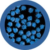 [rhinovirus.jpg]
