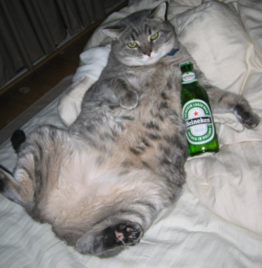 [cat+beer.jpg]