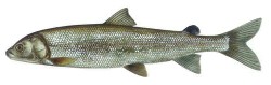 Rocky Mountain Whitefish