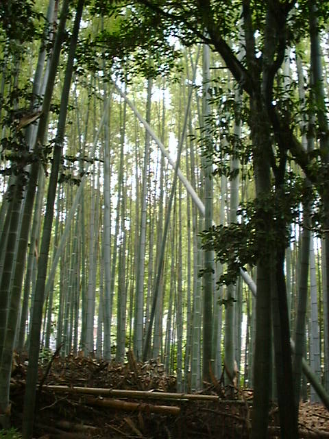 [bamboo-large.jpg]