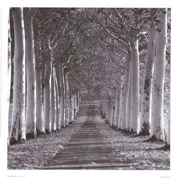 [Epernay,+France+(Road+of+trees).jpg]