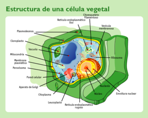 [300px-Estructura_celula_vegetal.png]