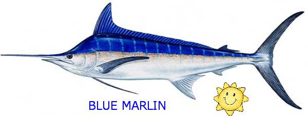 [Blue+Marlin.jpg]