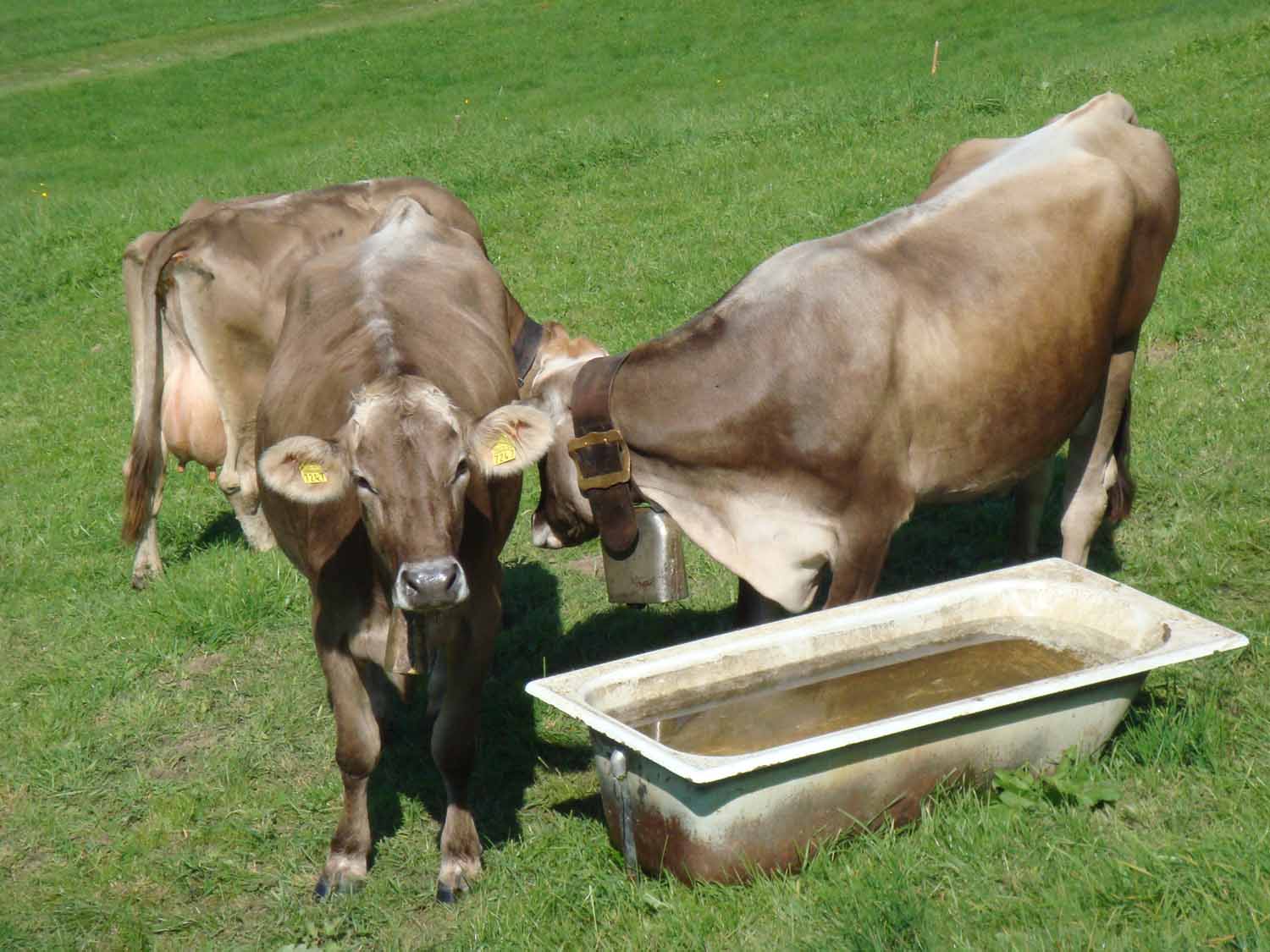 [Swiss+Cows.jpg]