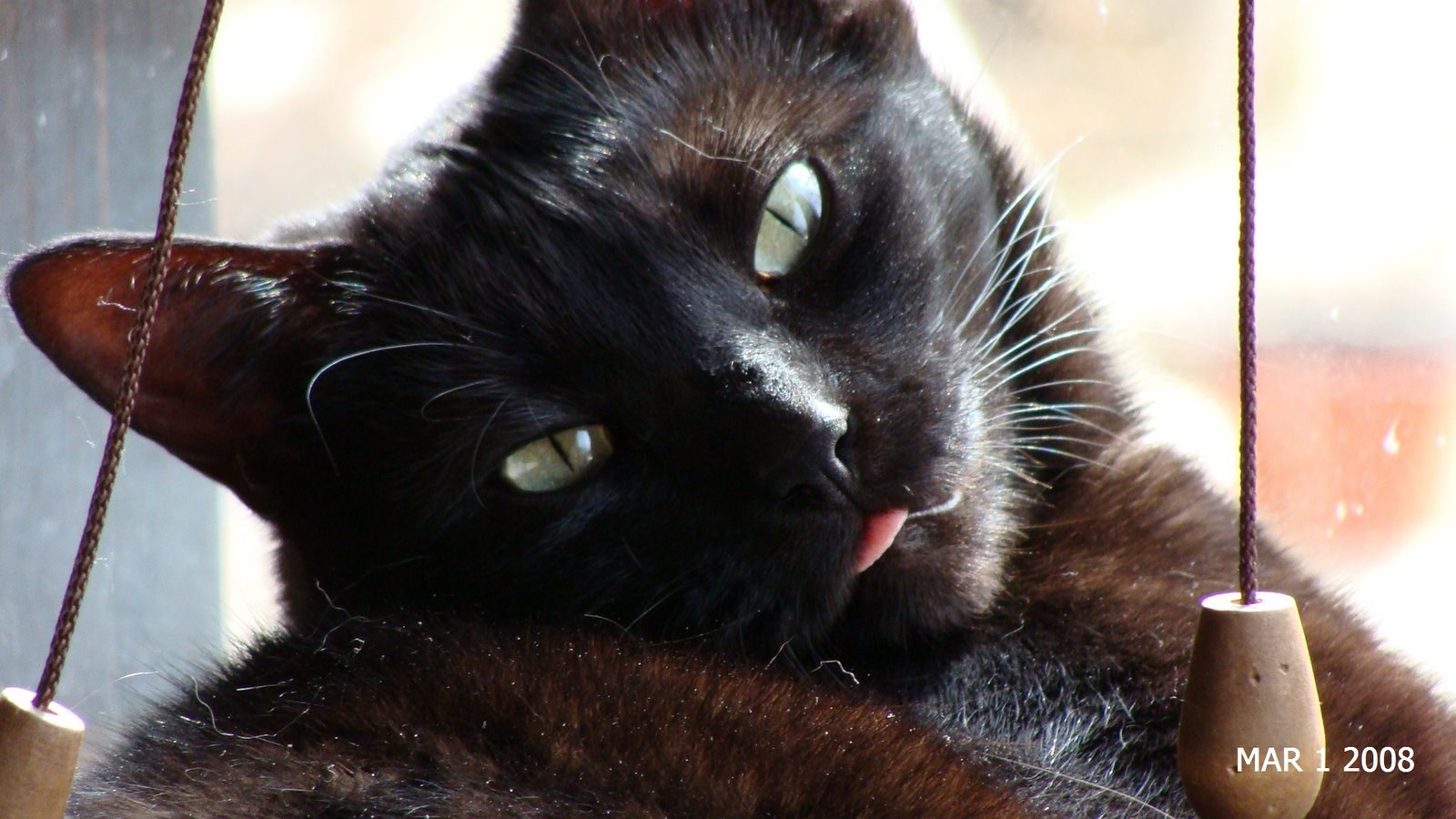 [blackie+cat+with+tongue+.JPG]