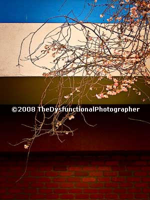 [Ornamental+Tree+Flowers+-+January+16.jpg]