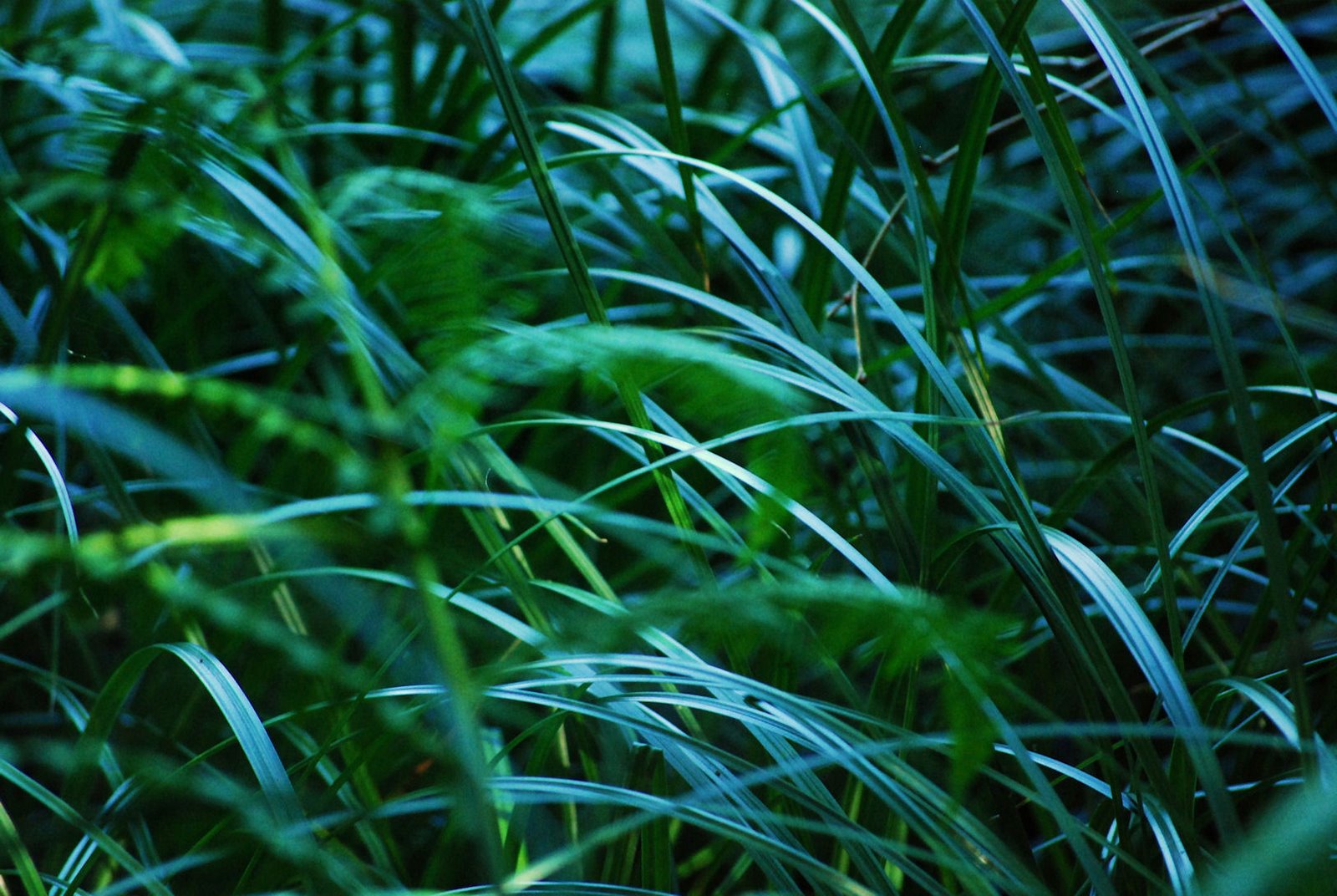 [Grass+3.JPG]