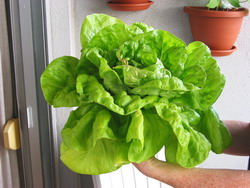 [lettuce2.jpg]