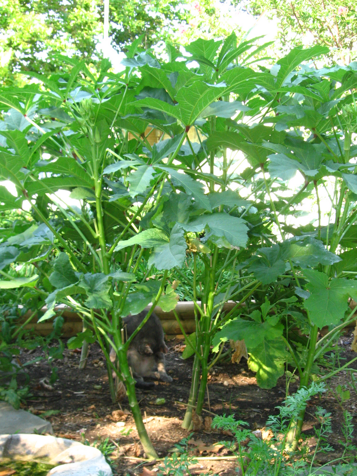 [okra+plants+rotated.PNG]