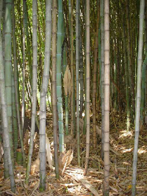 [bambu03.jpg]