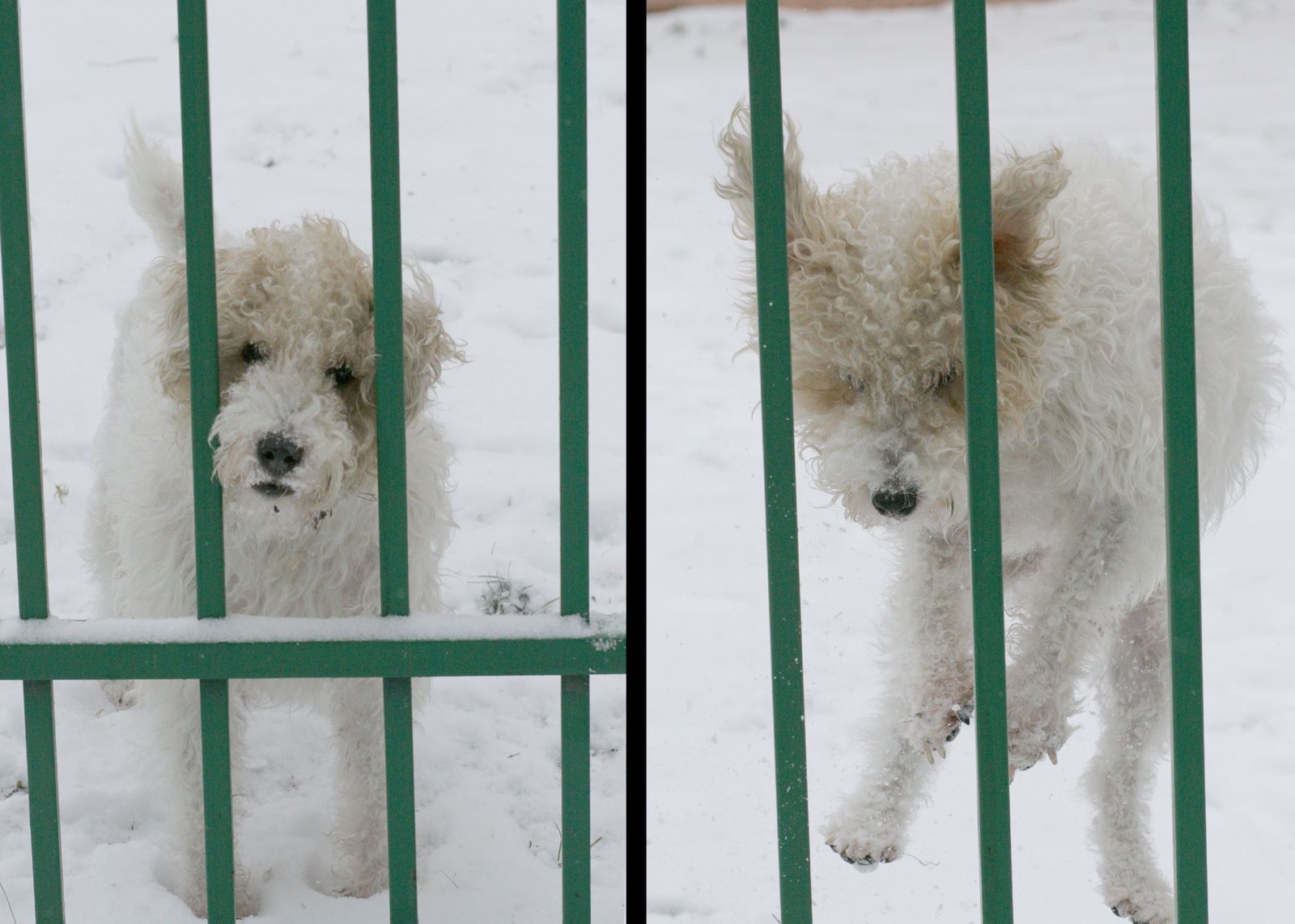[snowdog.jpg]
