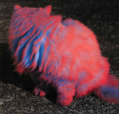 [painted_cats_023.jpg]