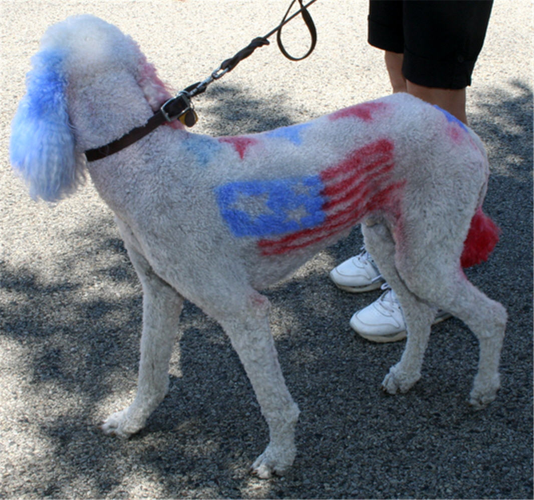 [Dog+with+Flag+on+Body.jpg]