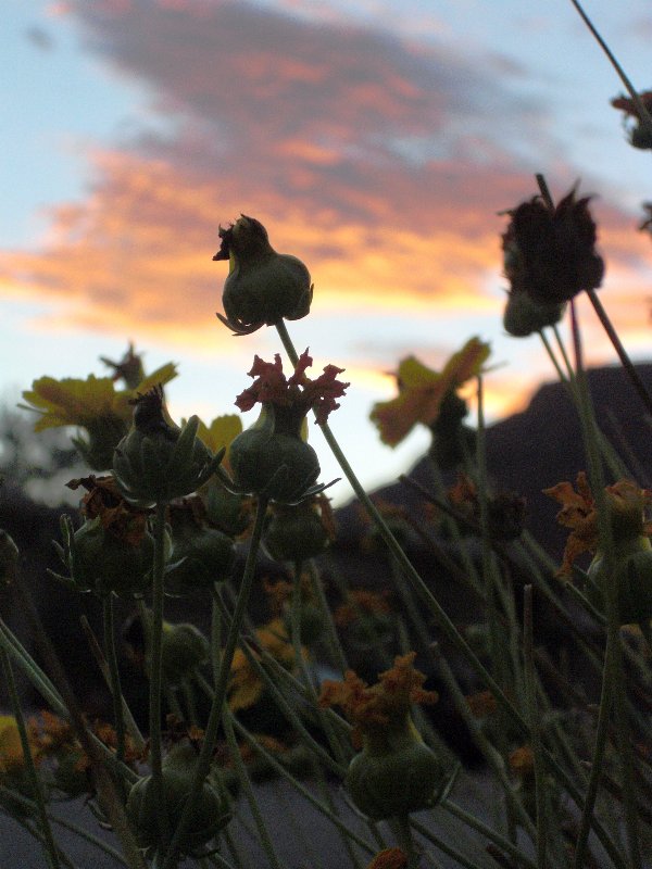 [flower+sunset.jpg]