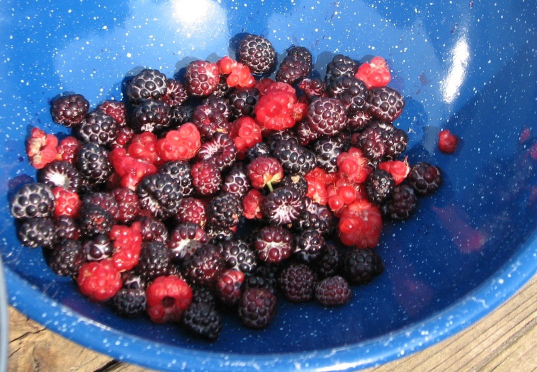 [raspberry+syrup,+end+of+july+camping+008+berry+bowl+crop.jpg]