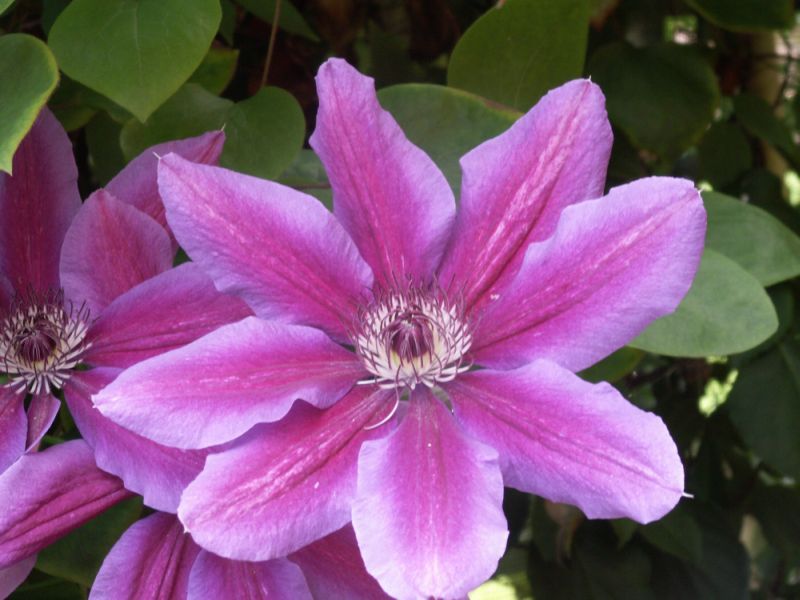 [clematis+for+blog.jpg]
