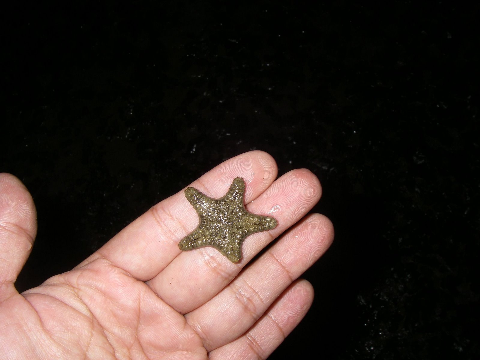 [IMGP0228+Tiny+Sea+Star.jpg]