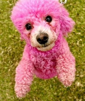 [pink-poodle-pink-princess-1-year-old-toy-poodle.jpg]
