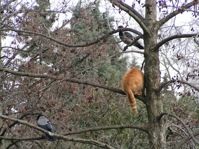 cat and crows on the tree