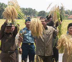 [Presiden+SBY+panen+padi+supertoy+di+Desa+Grabag+Purworejo.jpg]