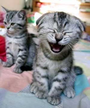 [kucing+ketawa.jpg]