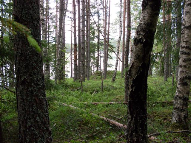 [29juni-08.skogstur+mot+Rytjern+og+Galtebu.mot+Sanderenga.+samsung.+(9)+(Small).JPG]
