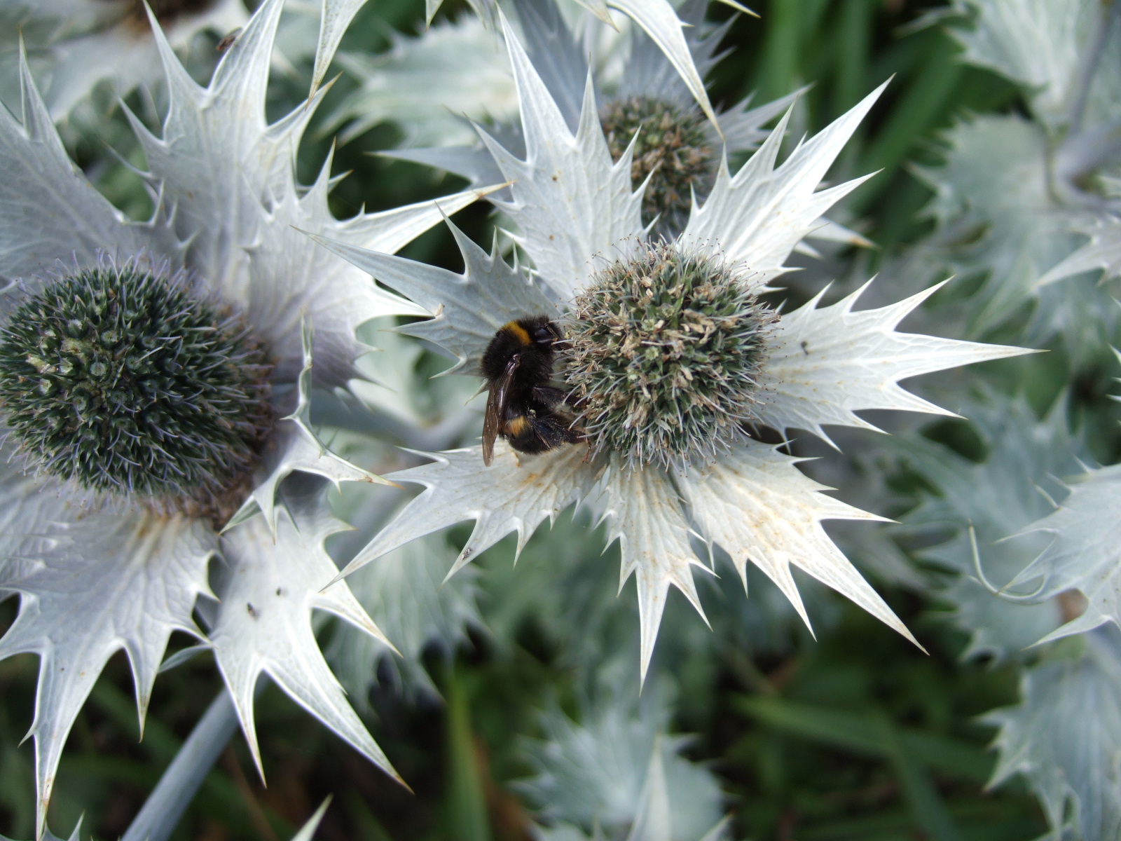 [29July07bumble+bee+on+silver+sea+holly.JPG]