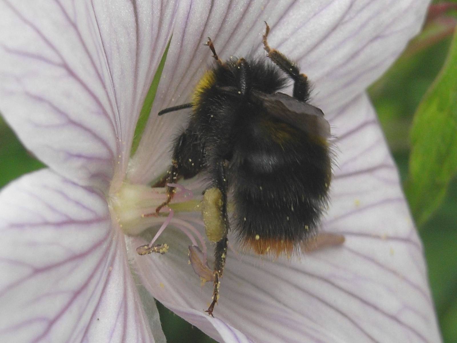 [17Jun08+Bee+with+pollen.jpg]