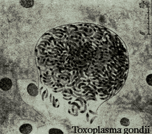 [toxoplasma.gif]