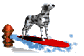 [dalmatian_surfing_md_wht[1].gif]