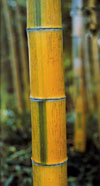 [bamboo_3a.jpg]
