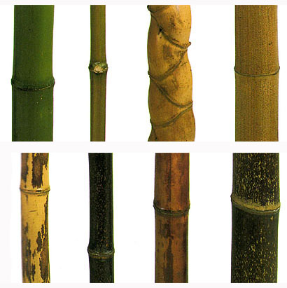 [8+bamboo+species.jpg]