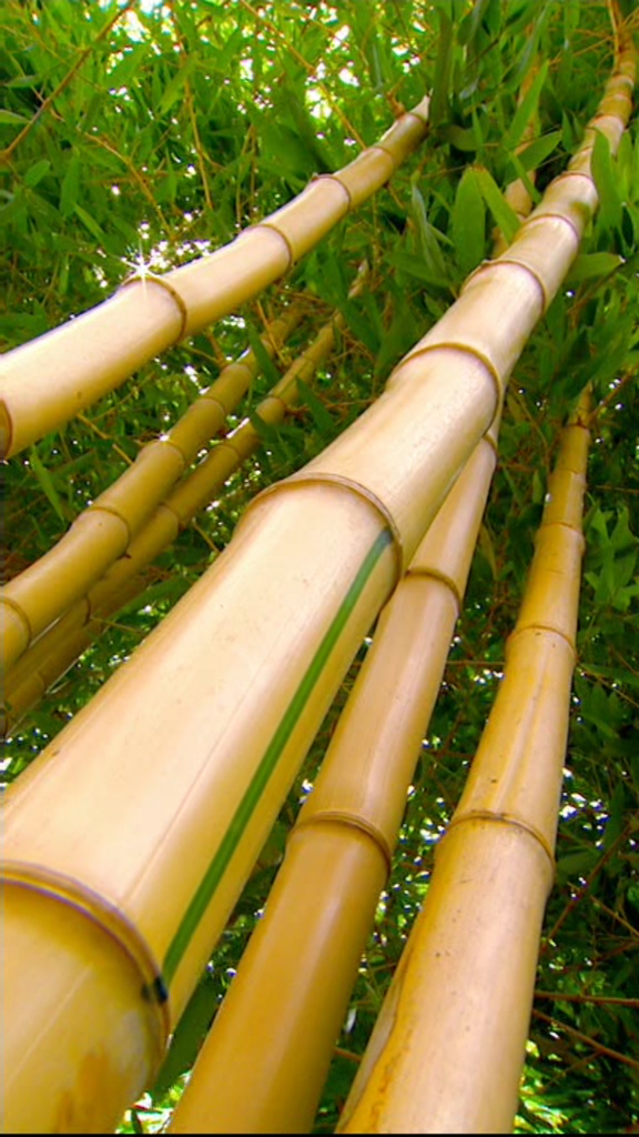 [bamboo_4.jpg]