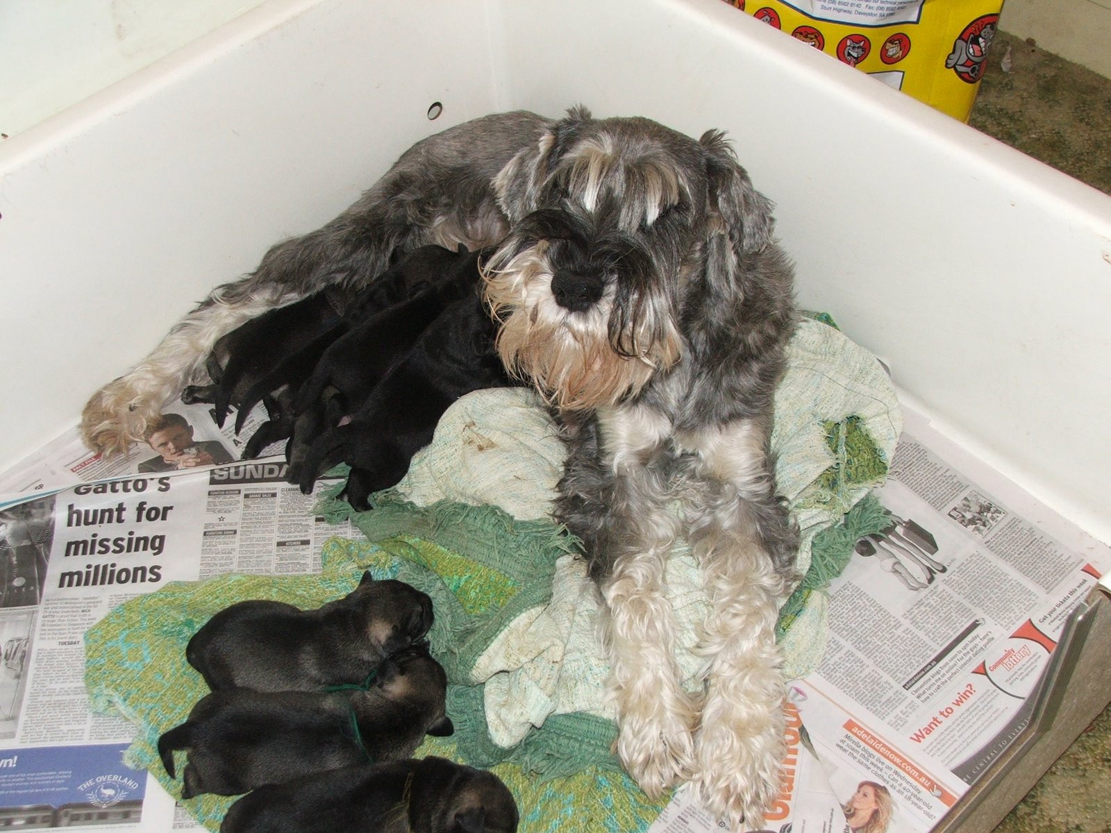Nena and her babies