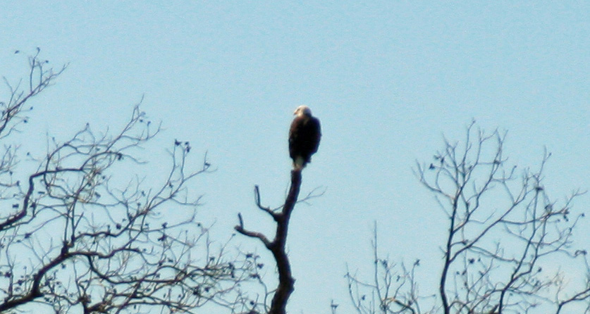 [Bald+Eagle+in+Llano,+TX2.jpg]