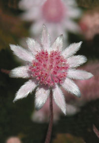 [3_Pink_Flannel_Flower.jpg]