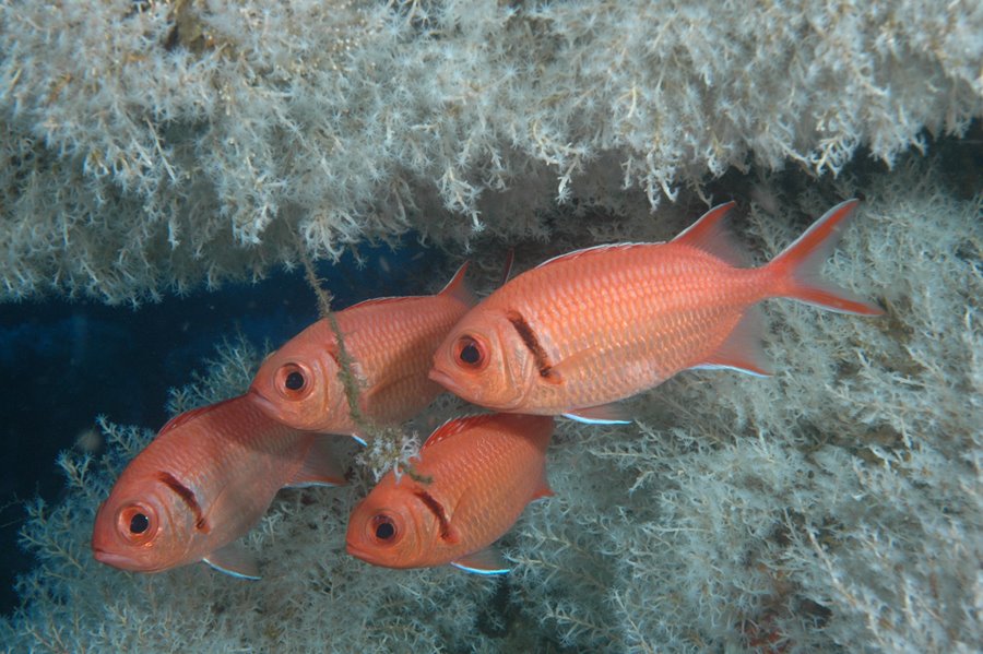 [Blackbarred+Soldierfish+07+Open+First+Place+Chris+Smith.jpg]
