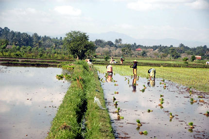 [AMI+Lombok+workers+planting+rice+in+rice+fields+near+Karangbayan+3008x2000.jpg]
