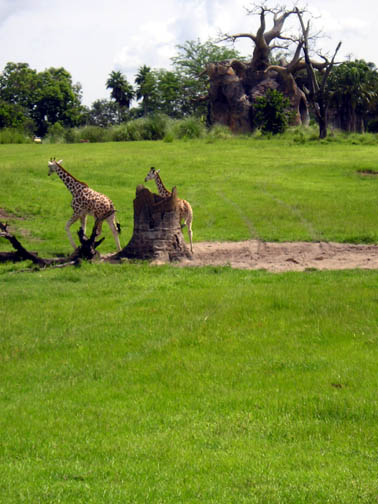 [baby+giraffes.jpg]