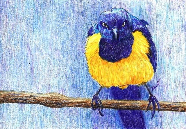 [blue+head+bird.jpg]